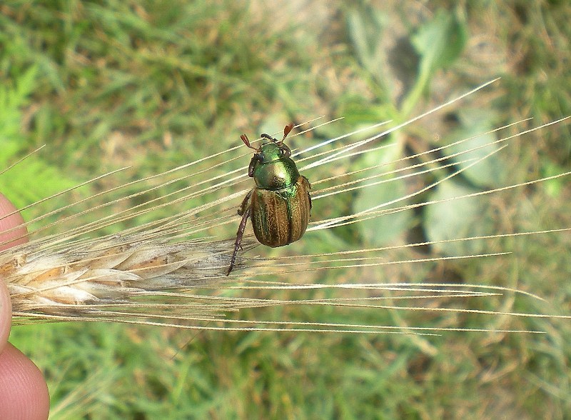 ID su spiga di grano